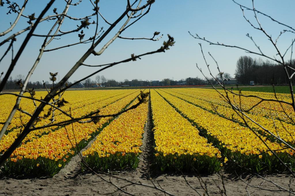 Bed And No Breakfast Joy Bed and Breakfast Noordwijk Esterno foto
